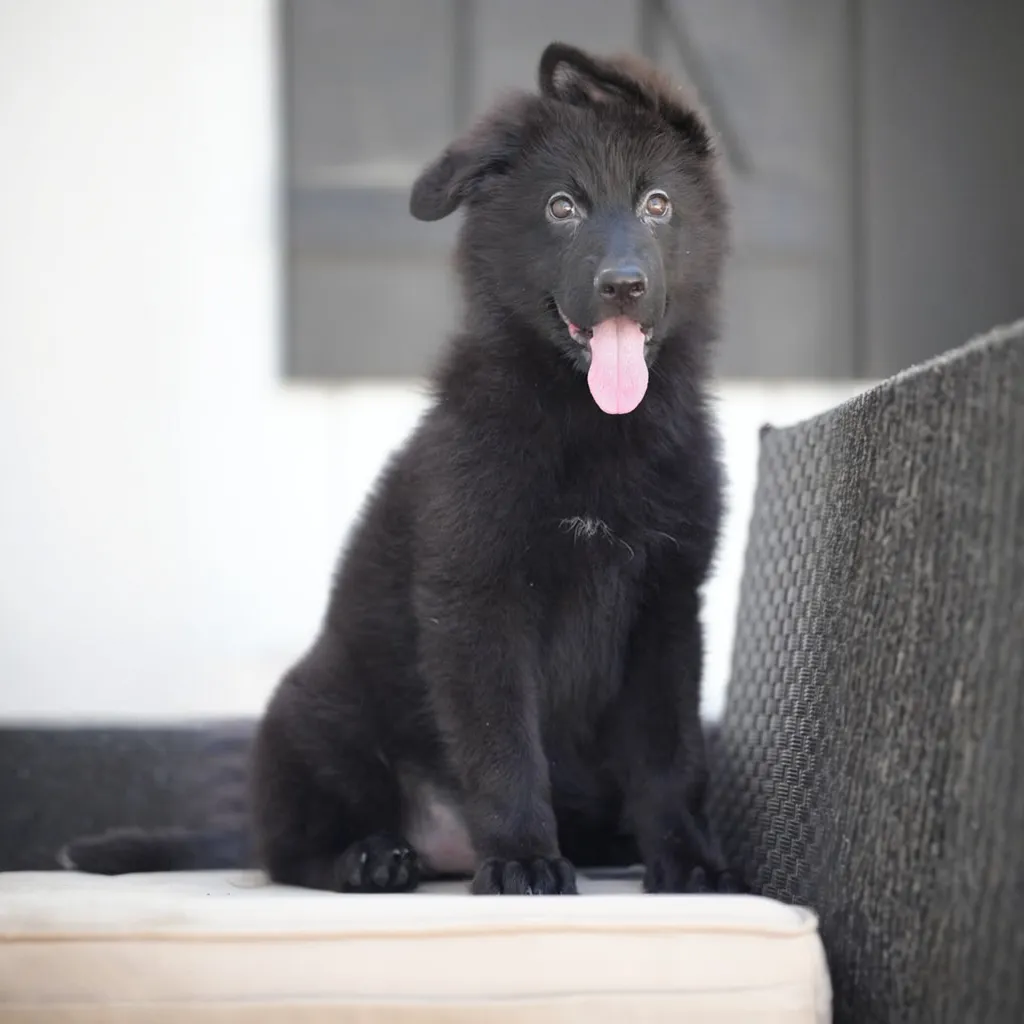 Vixen Royal Tribes K9 (Female)
