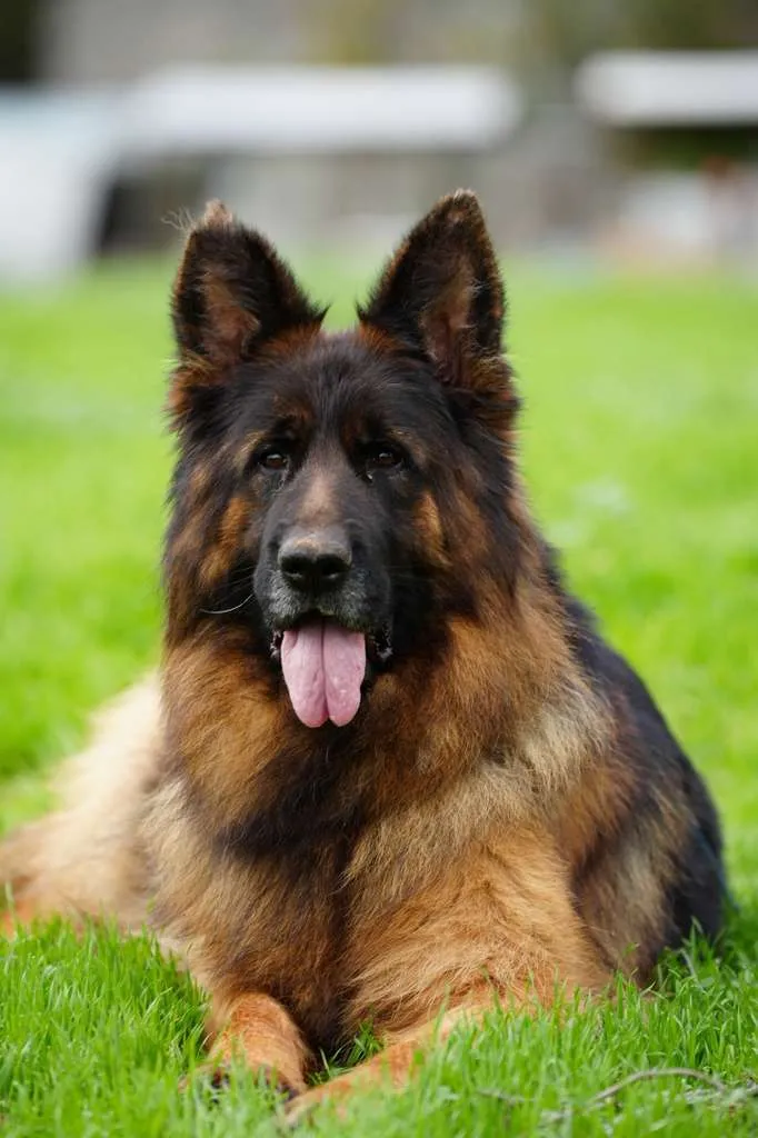 ELI Gregor Land (Spayed Female)